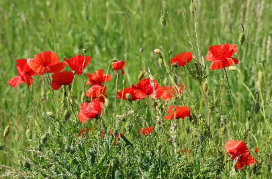 Coquelicots.
