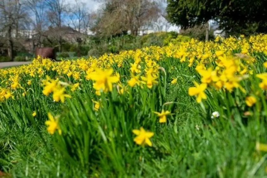 Jonquilles.
