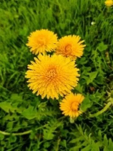Pissenlit en fleur.