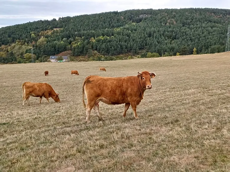 Un nouveau kit d’introduction dérogatoire a été mis en place par le GDS. Il concerne les lots d’au moins 10 bovins âgés de moins de 24 mois, destinés