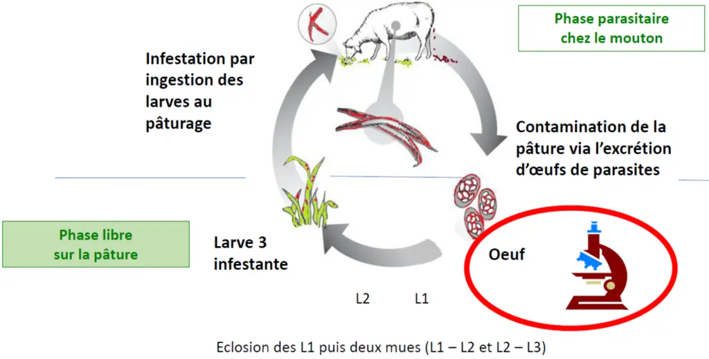 Les SGI chez les ovins présentent un cycle très simple et très efficace. Les deux principaux facteurs de variation sont l’immunité des moutons et les