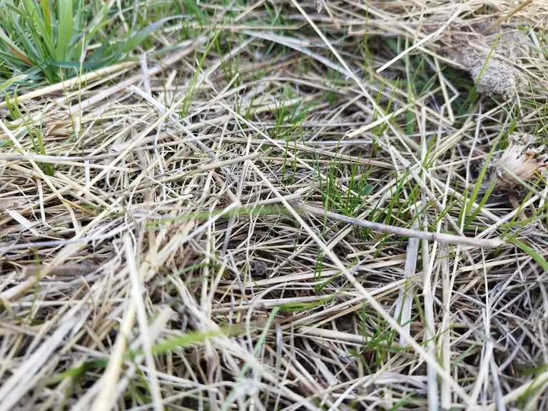 repousse d'herbe sous couvert de foin
