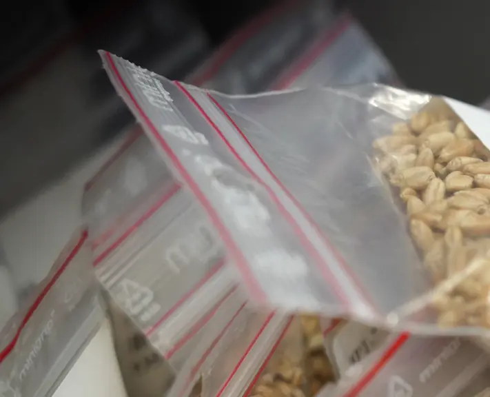 Lots de distribution d'accessions regroupant une centaine de grains de blé dans chaque sachet..