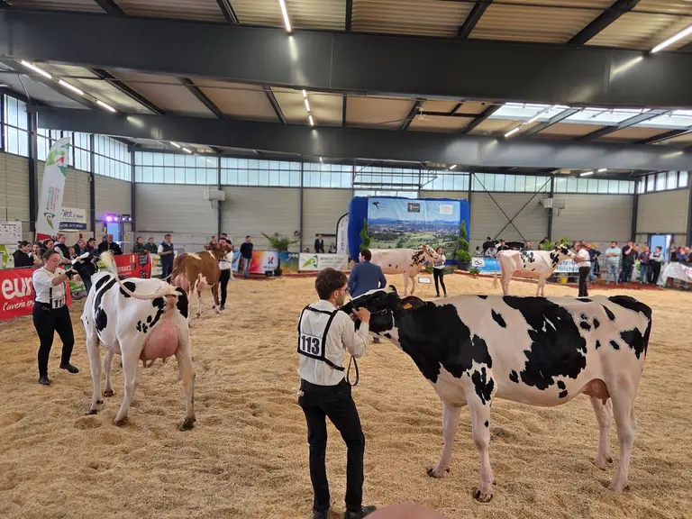 Les Holstein sur le ring.