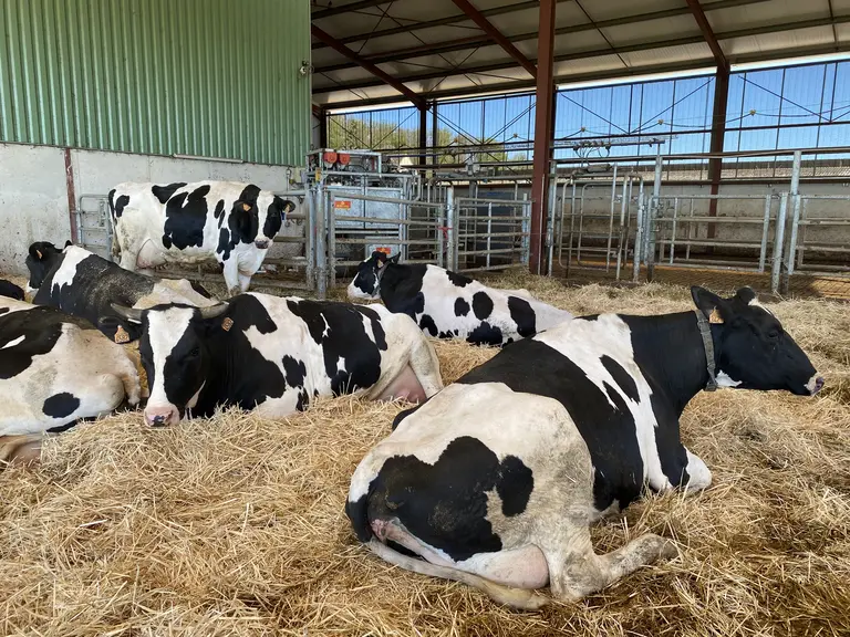 vaches laitières Holstein du GAEC Archer