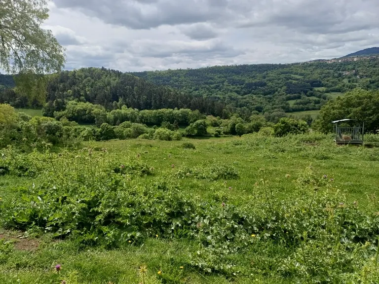 Dans la vallée de la Loire, la forêt gagne du terrain à cause des contraintes qui pèsent sur les agriculteurs. Et la situation ne risque pas de s'arra
