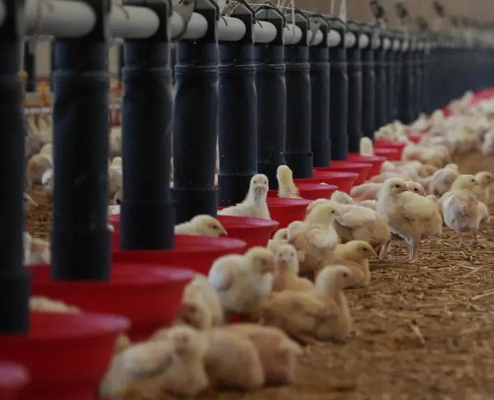 Poulailler d'élevage de poulets du quotidien, au stade de poussin.