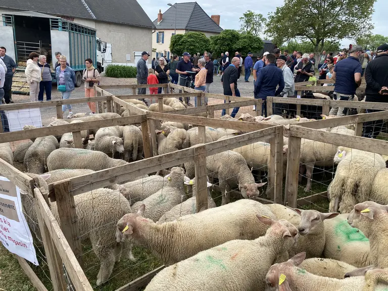 vue d'ensemble foire de Molles 2026