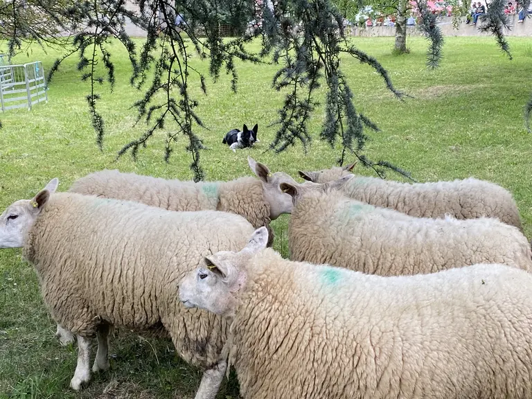 chienne border collie et Texel