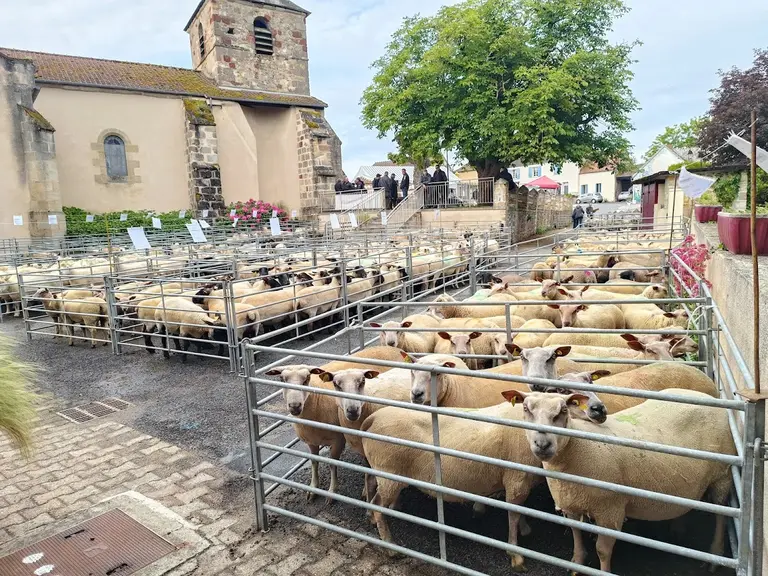 vue d'ensemble foire ovine Louroux-Hodement 2026