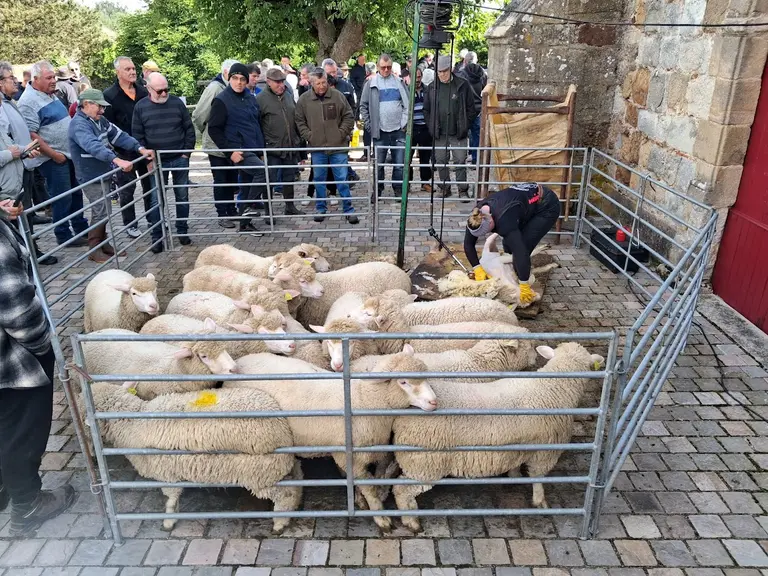 tonte de moutons à la foire ovine Louroux-Hodement 2026