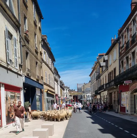 troupeau de moutons dans les rues de Moulins