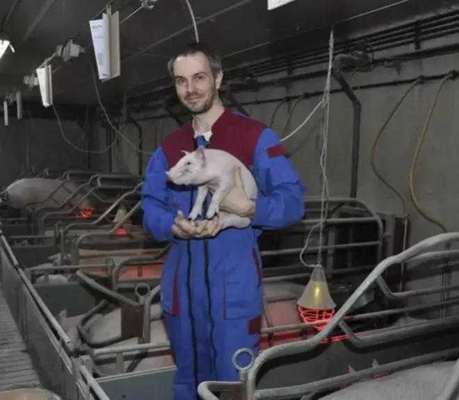 éleveur avec des cochons dans un bâtiment d'élevage.