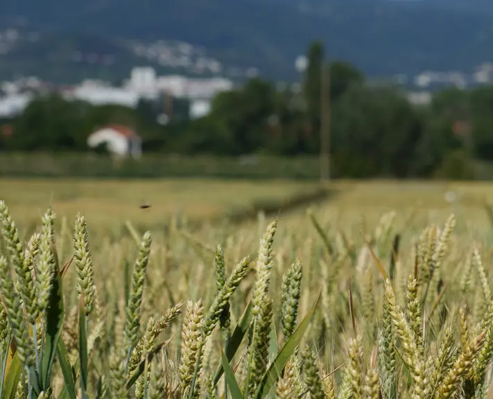 Parcelles d'essai de blé sur le site de l'INRAE Clermont, site de Crouel.
