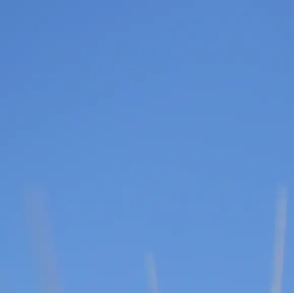 Epis de blé.
