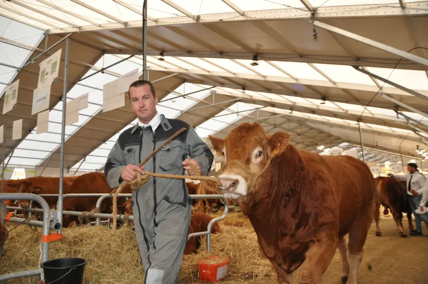 National limousin au Sommet de l'Elevage.