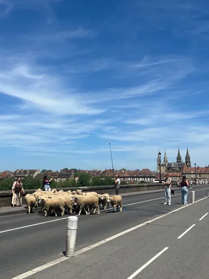 troupeau de moutons sur le pont Régemortes de Moulins