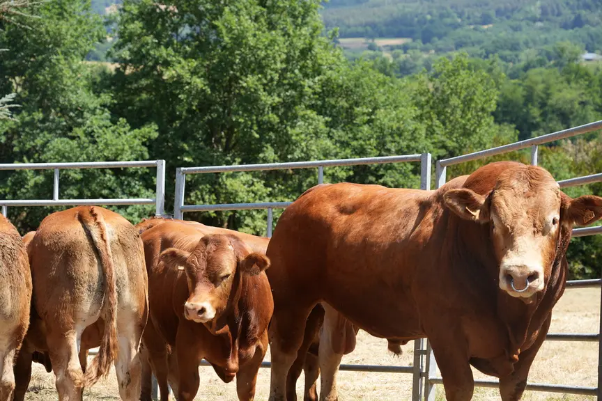 400 animaux sont attendus du 6 au 9 octobre à Cournon d'Auvergne pour le national limousin au Sommet de l'Elevage.