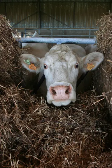 L'objectif n'est pas seulement d'apporter davantage de minéraux, mais de maintenir l'équilibre de la ration.