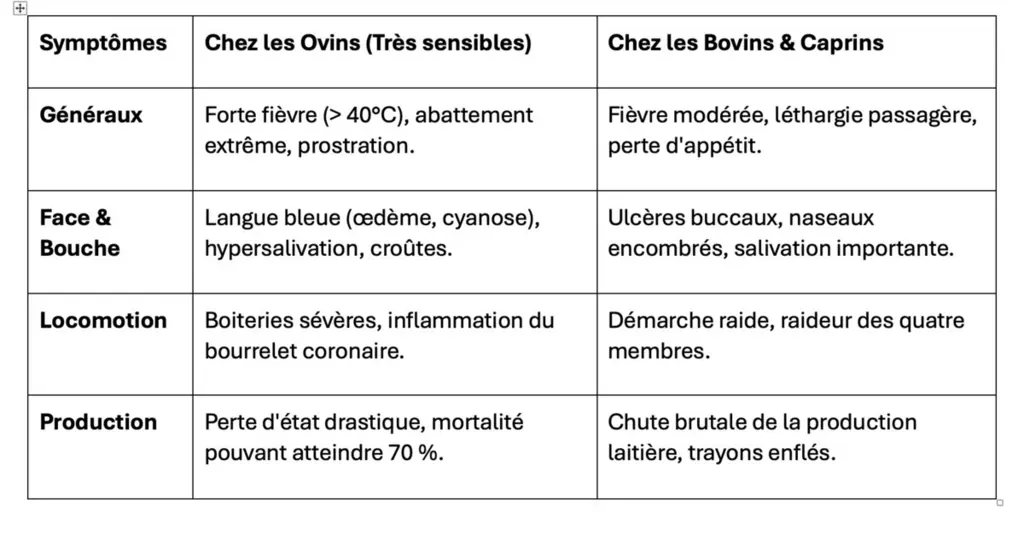 Les symptômes cliniques de la FCO3 chez les ruminants