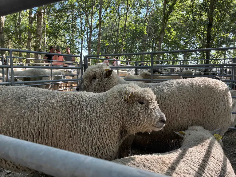 moutons Southdown