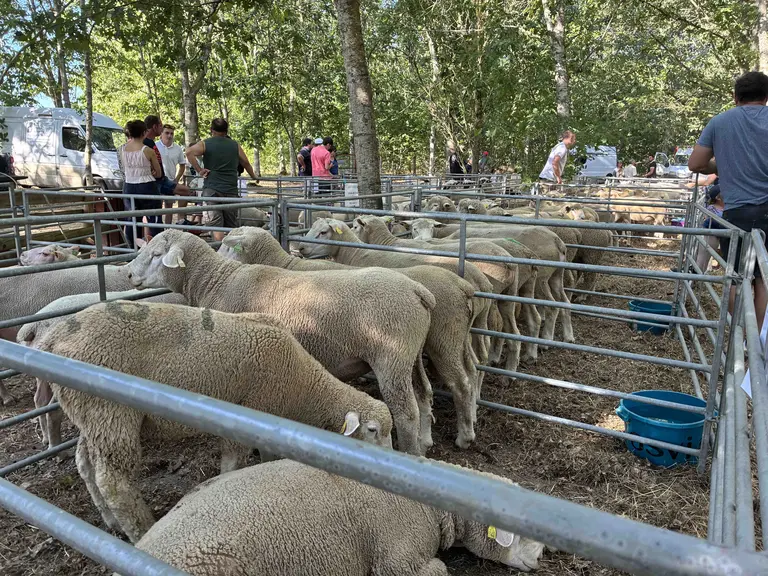 Foire de Neuvy 2026
