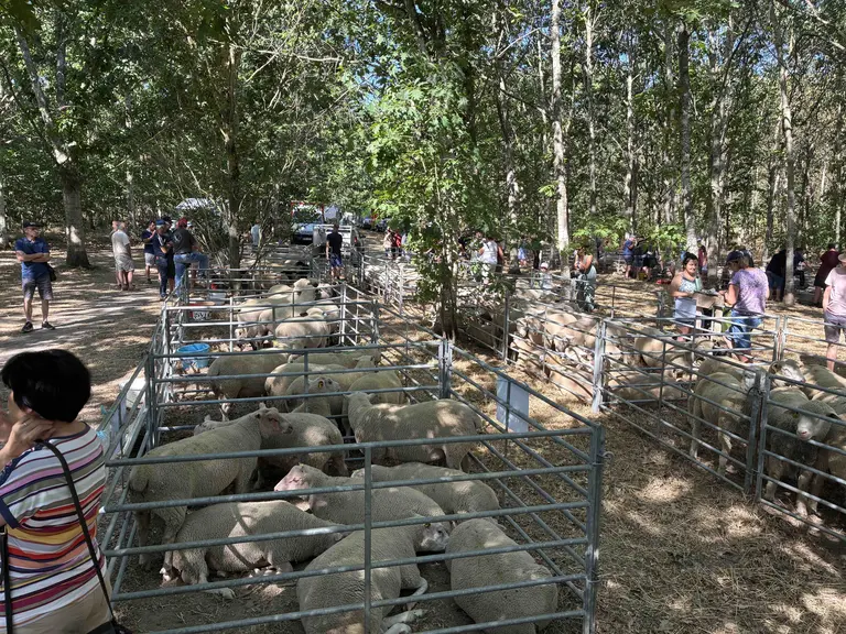 Foire de Neuvy 2026