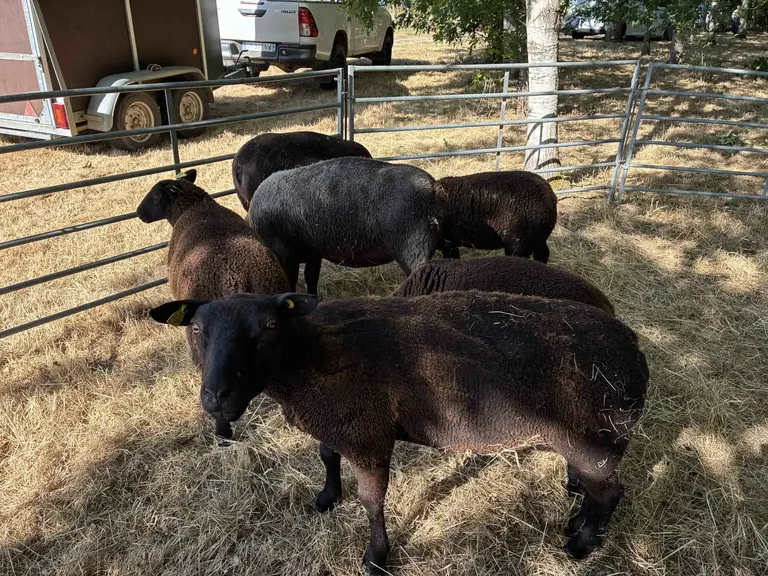 moutons Blue Texel