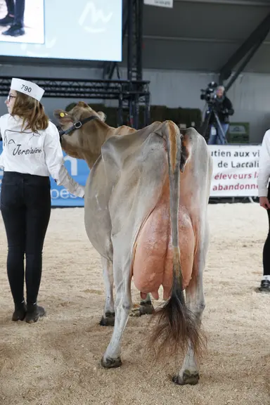 La race Jersiaise au Sommet de l'Elevage.