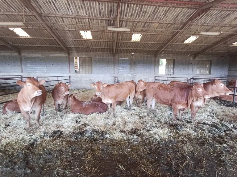Comme de nombreuses exploitations cette année, cet élevage a dû entamer ses stocks hivernaux dès le mois de juillet.