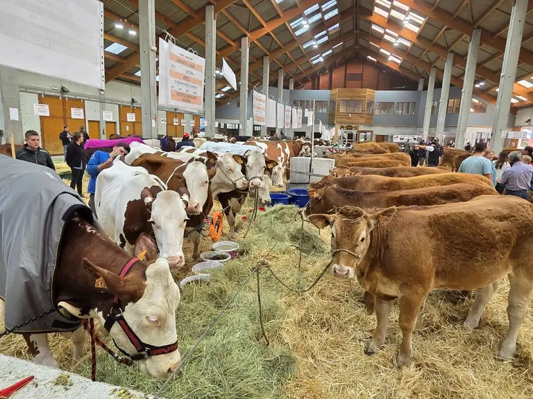 Les Limousines et les Montbéliardes face à face dans le bâtiment du marché de Saugues.
