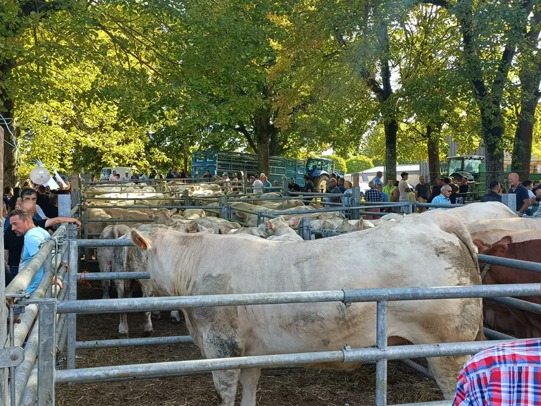broutards à la Foire de Marcillat-en-Combraille