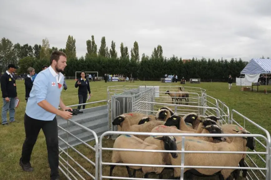 Sam Bullingham, le meilleur jeune berger catégorie 22-25 ans, à l'épreuve de tri