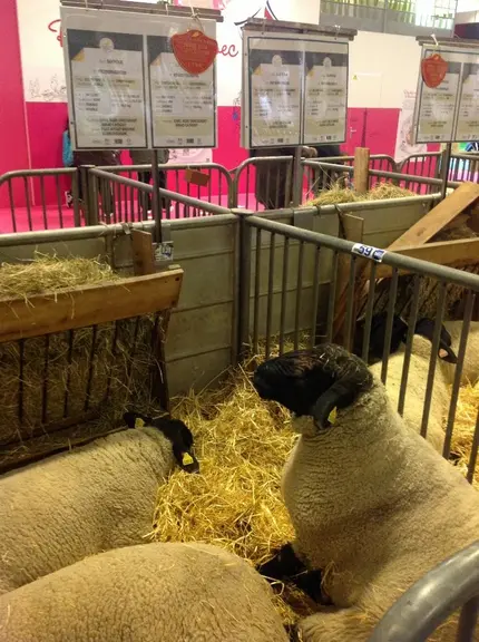 Les Suffolk au repos