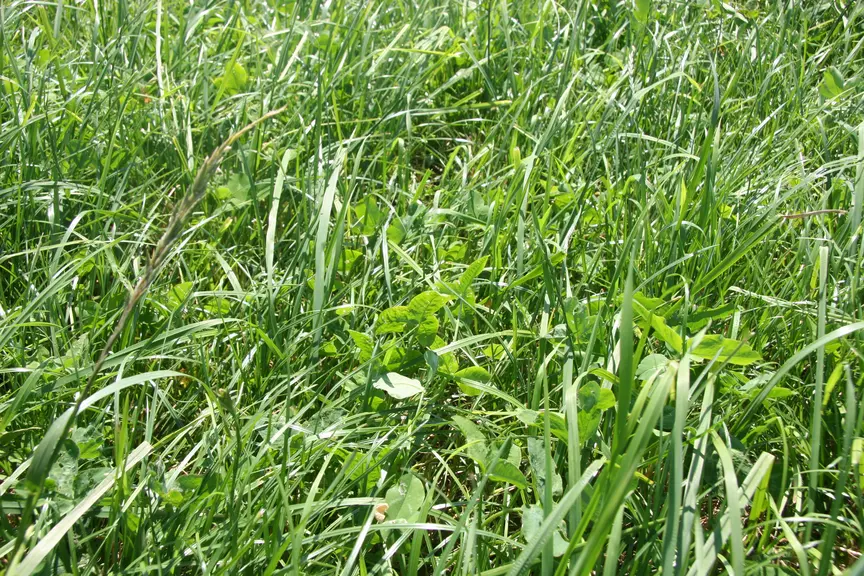 Le pic de pousse d'herbe a connu quelques semaines de retard en cette fin de printemps.