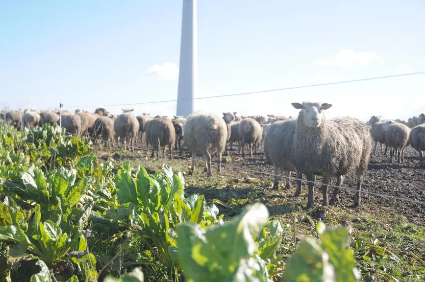 Les brebis qui agnellent à l’automne hivernent sur des betteraves (en option) © A. Villette