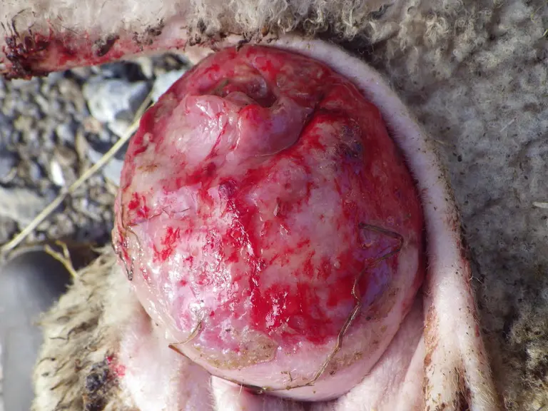 (prolapsus)La survenue régulière de, de gauche à droite, prolapsus, boiterie, mammite ou paratuberculose peut traduire une consanguinité dans le troup