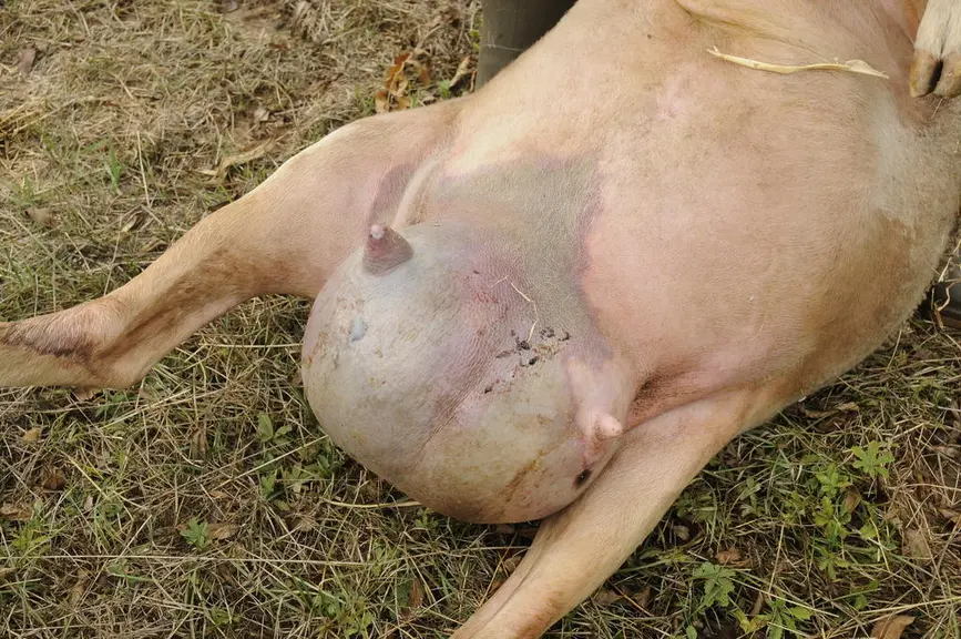 (mammite)La survenue régulière de, de gauche à droite, prolapsus, boiterie, mammite ou paratuberculose peut traduire une consanguinité dans le troupea