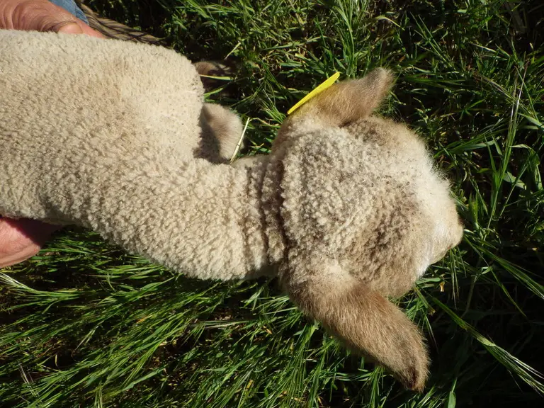 (Cou tordu)Certaines tares génétiques sont facilement repérables : agneaux bégus, hernie ombilicale, cou tordu, hernie inguinale, éventration, brebis