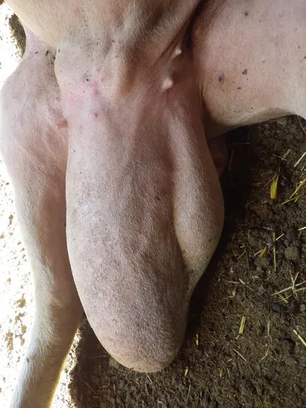 (hernie inguinale)Certaines tares génétiques sont facilement repérables : agneaux bégus, hernie ombilicale, cou tordu, hernie inguinale, éventration,