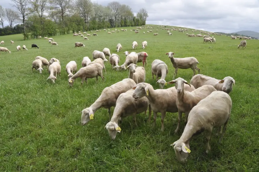 Le Gaec Terra Nostra  élève 430 brebis laitières (120 000 litres de lait) et 50 vaches allaitantes. Il recherche un nouvel associé pour remplacer plus