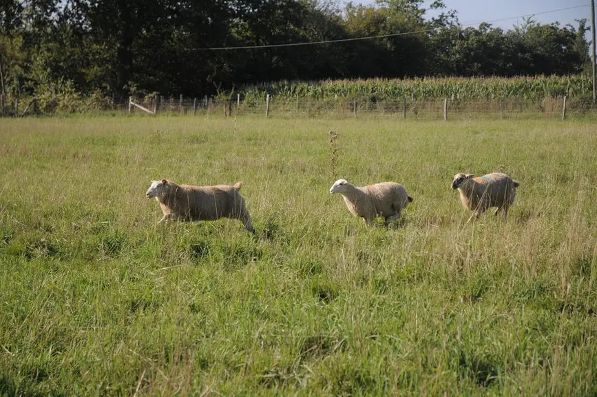Le mode de production biologique soulève encore de nombreuses questions comme : comment finir ses agneaux à l’herbe, comment gérer le parasitisme en l
