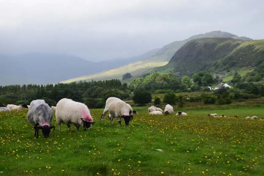 Le climat océanique de l’Irlande permet une bonne pousse de l’herbe. © D. Hardy
