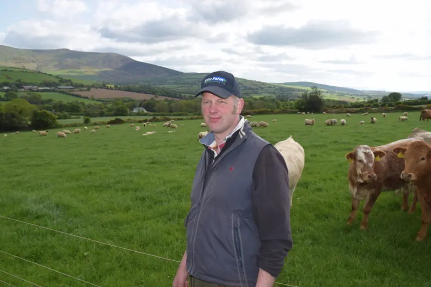 John Pringle place brebis et vaches allaitantes ensemble au pâturage dans de petites parcelles. © D. Hardy