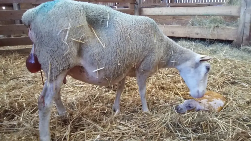 FACU Le placenta et les cotylédons, qui constituent la délivrance, sont expulsés à la fin de la mise bas. © Ciirpo