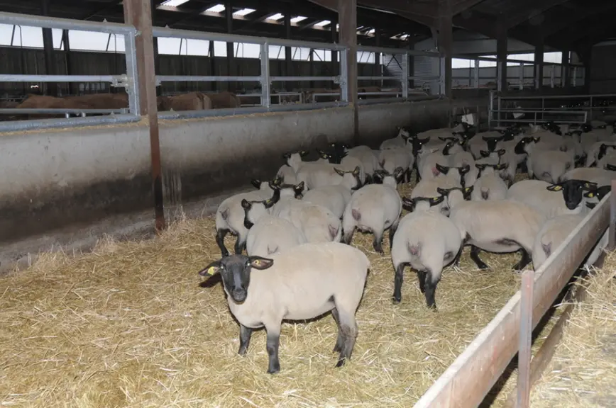La bergerie a été agrandie et complétée d’une stabulation pour loger les bovins. © A. Villette
