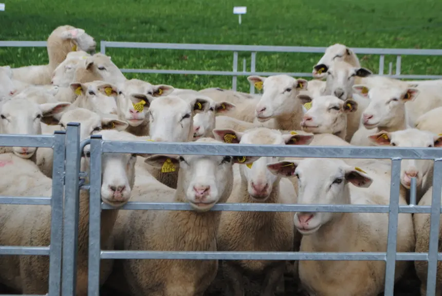 Lors du diagnostic de gestation, trier les brebis avec une NEC de moins de 3. © Ciirpo
