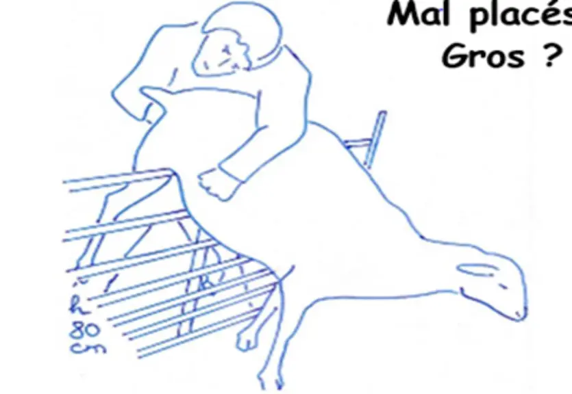 (refaire le schéma - sans mal placé gros)Cette position facilite l’intervention. La brebis est fouillée l’arrière levé sur une claie de 80 cm de haut.
