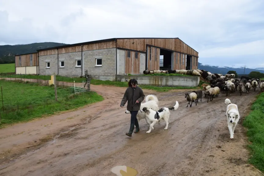 Les chiens protègent le troupeau contre les renards et les chiens errants. © D. Hardy
