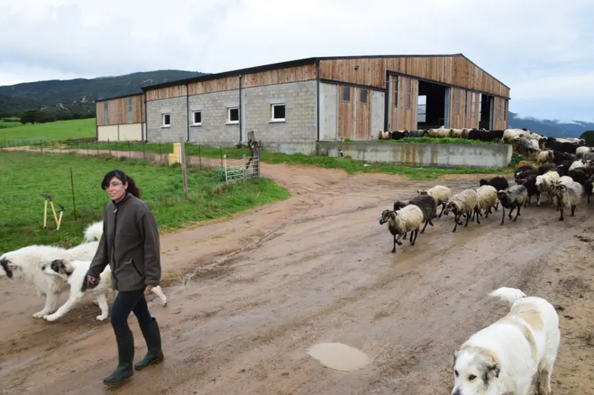 Les chiens protègent le troupeau contre les renards et les chiens errants. © D. Hardy